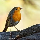 Robin (Erithacus rubecula)