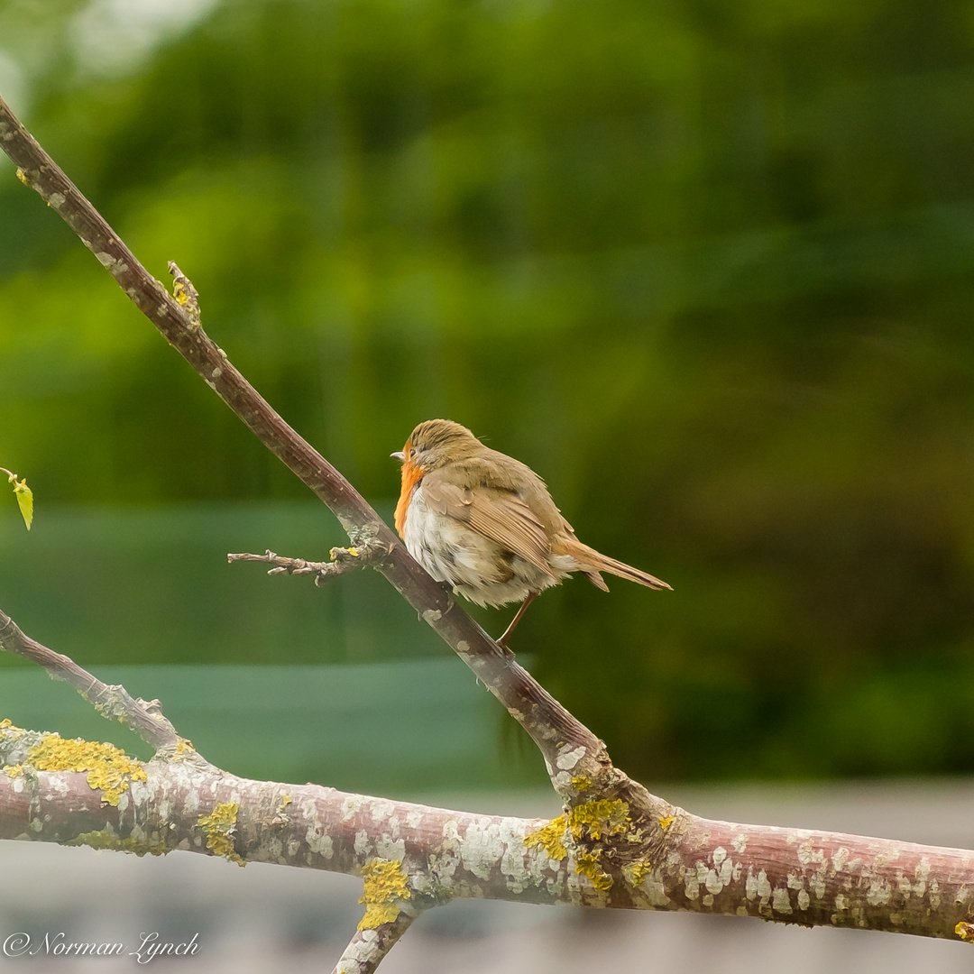 Robin  (erithacus rubecula)