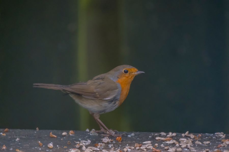 Robin (erithacus rubecula)