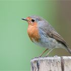 Robin