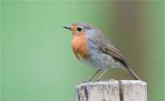 Robin