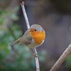 Robin