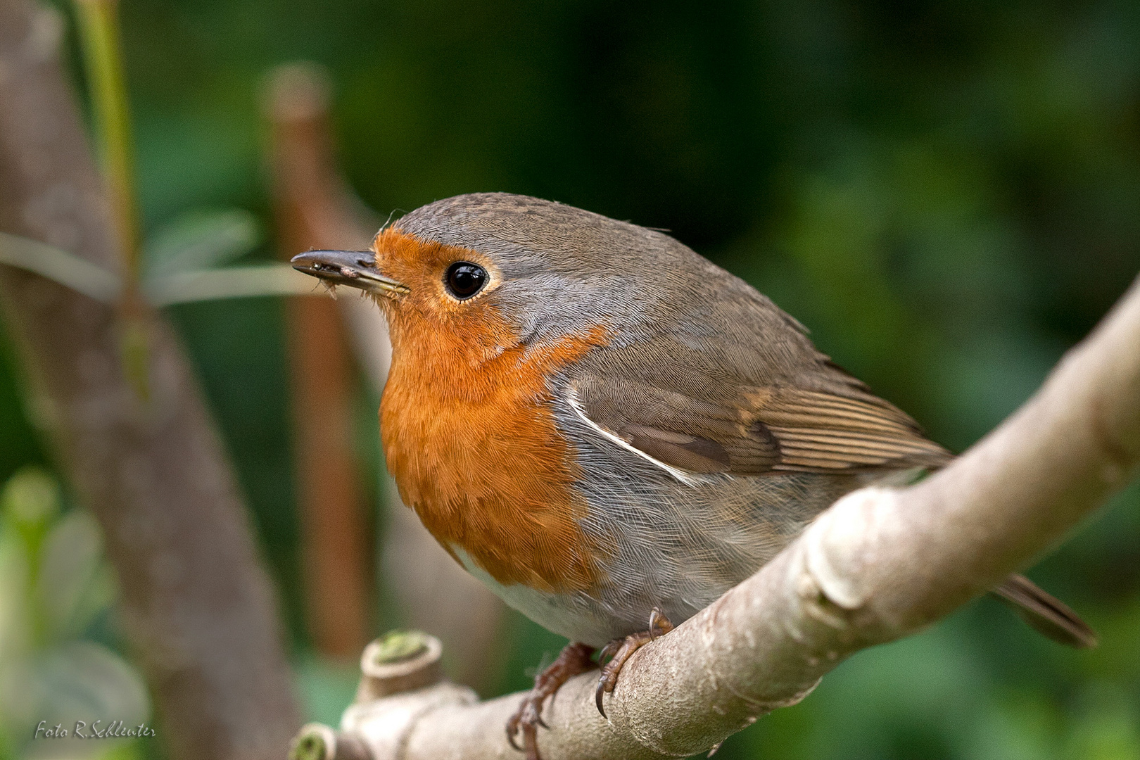 robin