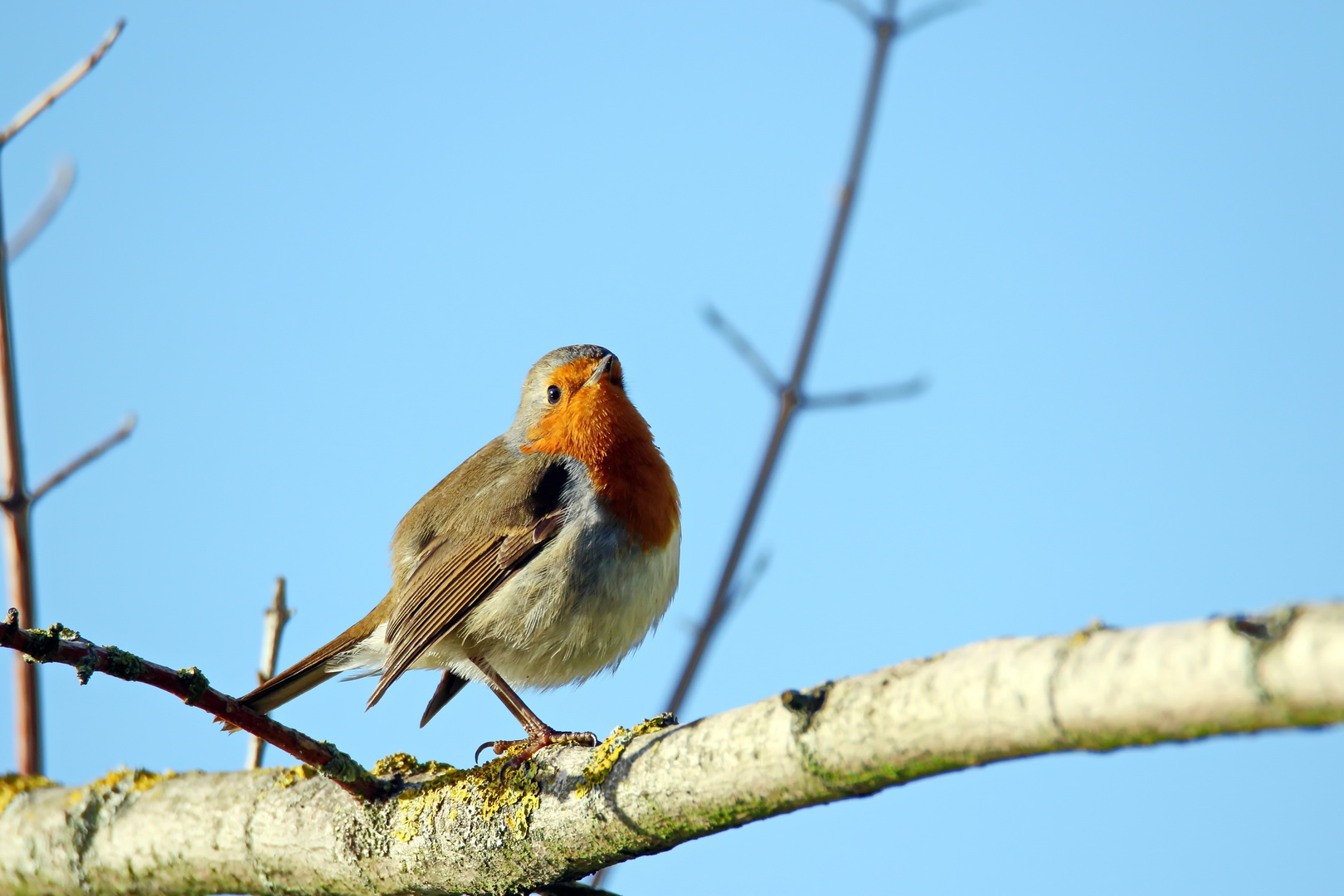 "Robin" geht immer :-)