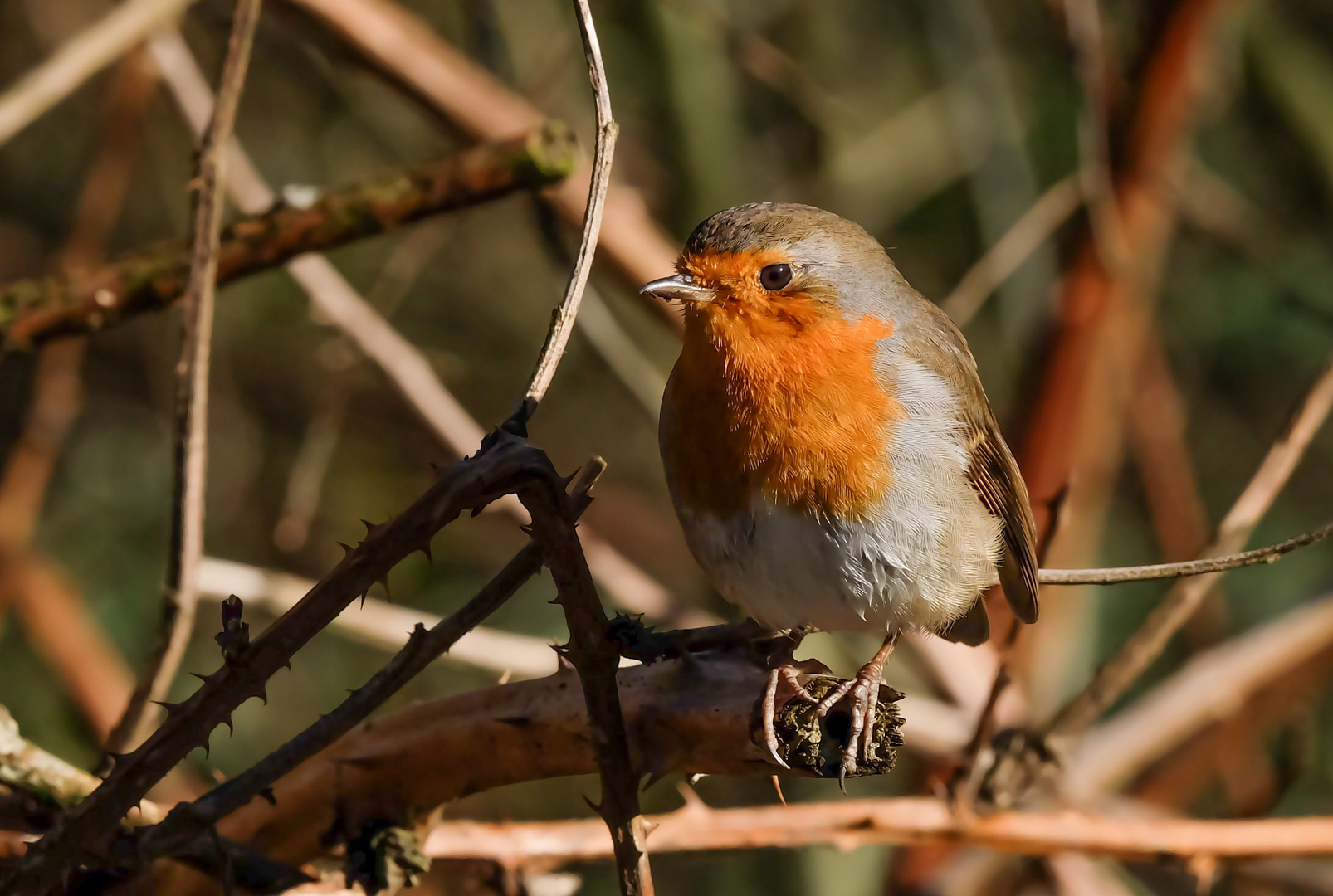 Robin hat den Durchblick