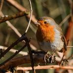 Robin hat den Durchblick