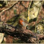 robin helping me to take a bird picture