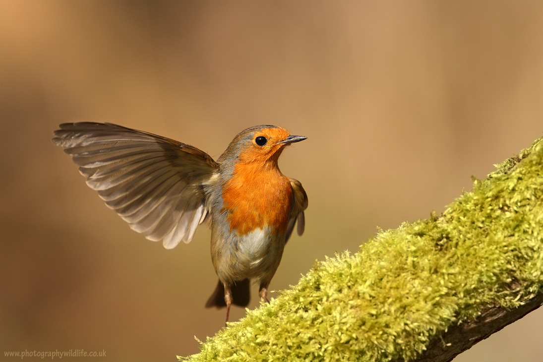 Robin - hitchhiker