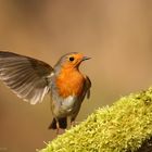 Robin - hitchhiker