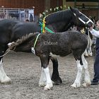 robin hood stables Iona