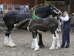 robin hood stables Iona