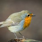 Robin II