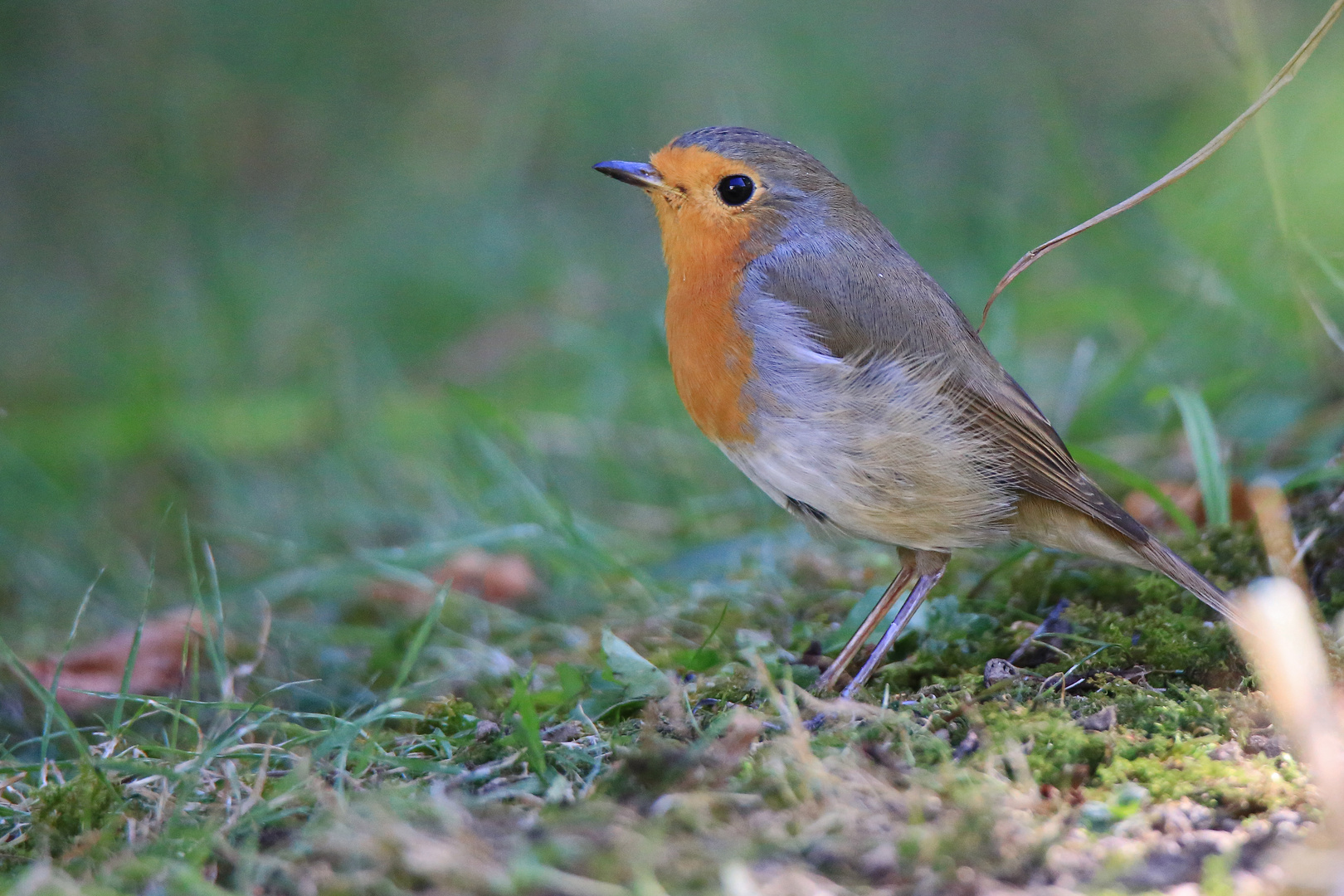 Robin im Garten