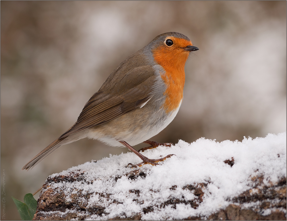 Robin im Schnee