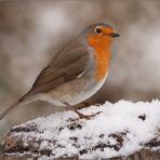 Robin im Schnee