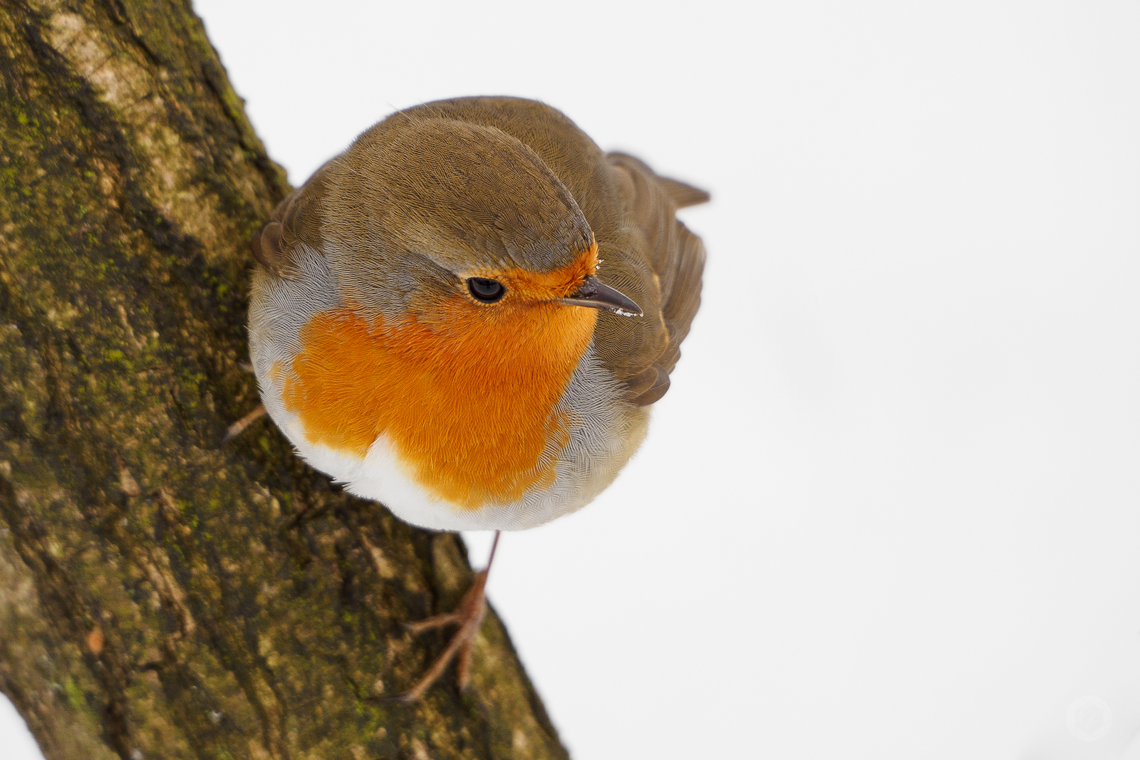 Robin im Schnee 