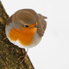 Robin im Schnee 