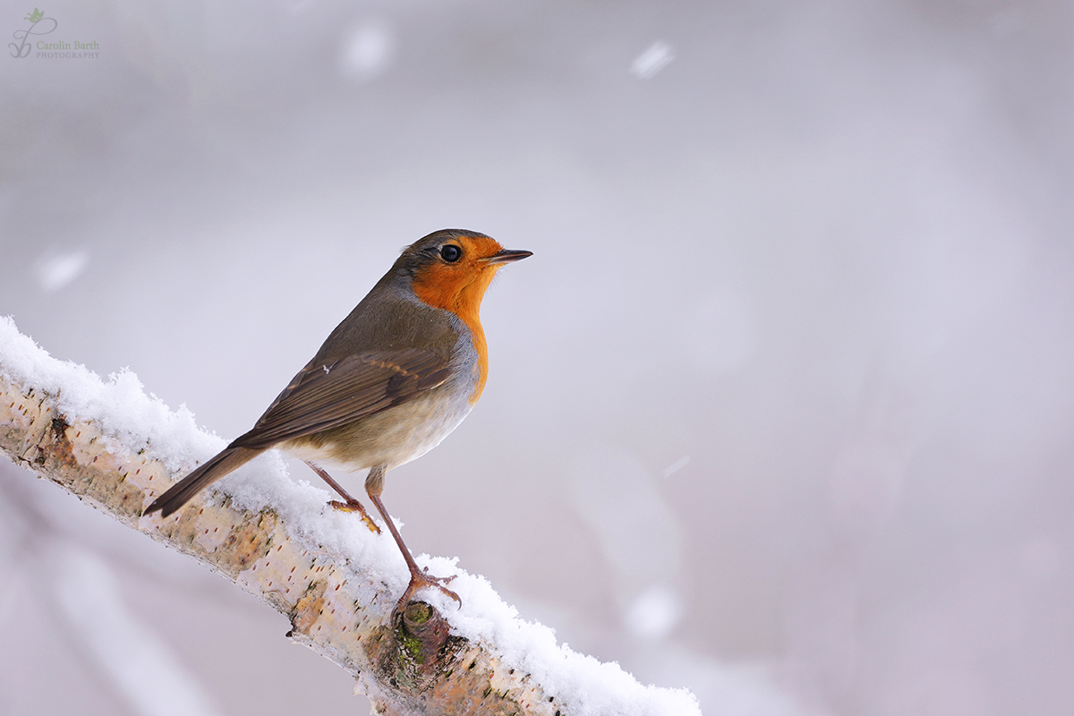 Robin im Schnee