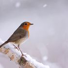 Robin im Schnee