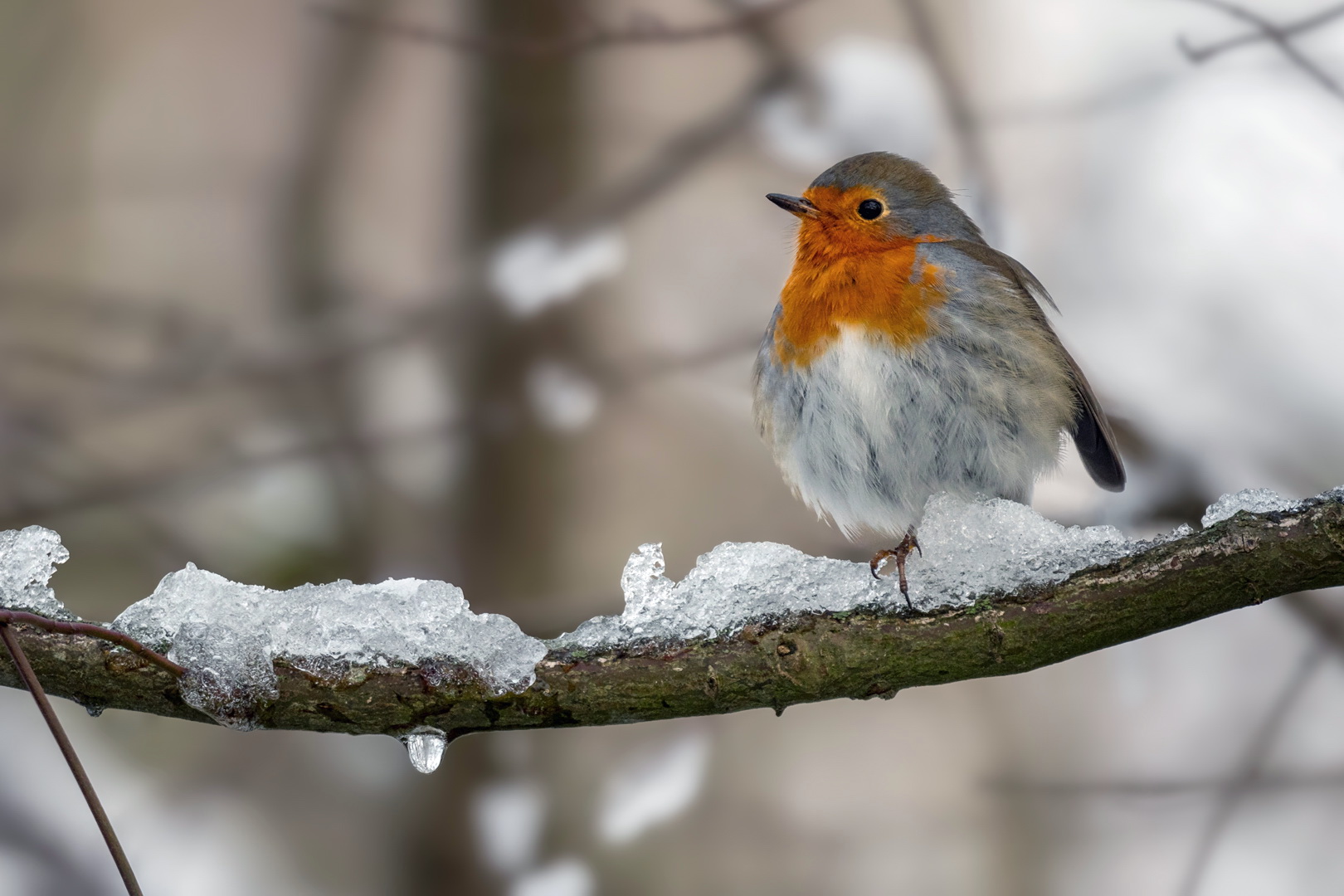 Robin im Schnee