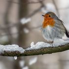 Robin im Schnee