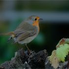  Robin ... immer wieder schön anzusehen ... oder ?? 