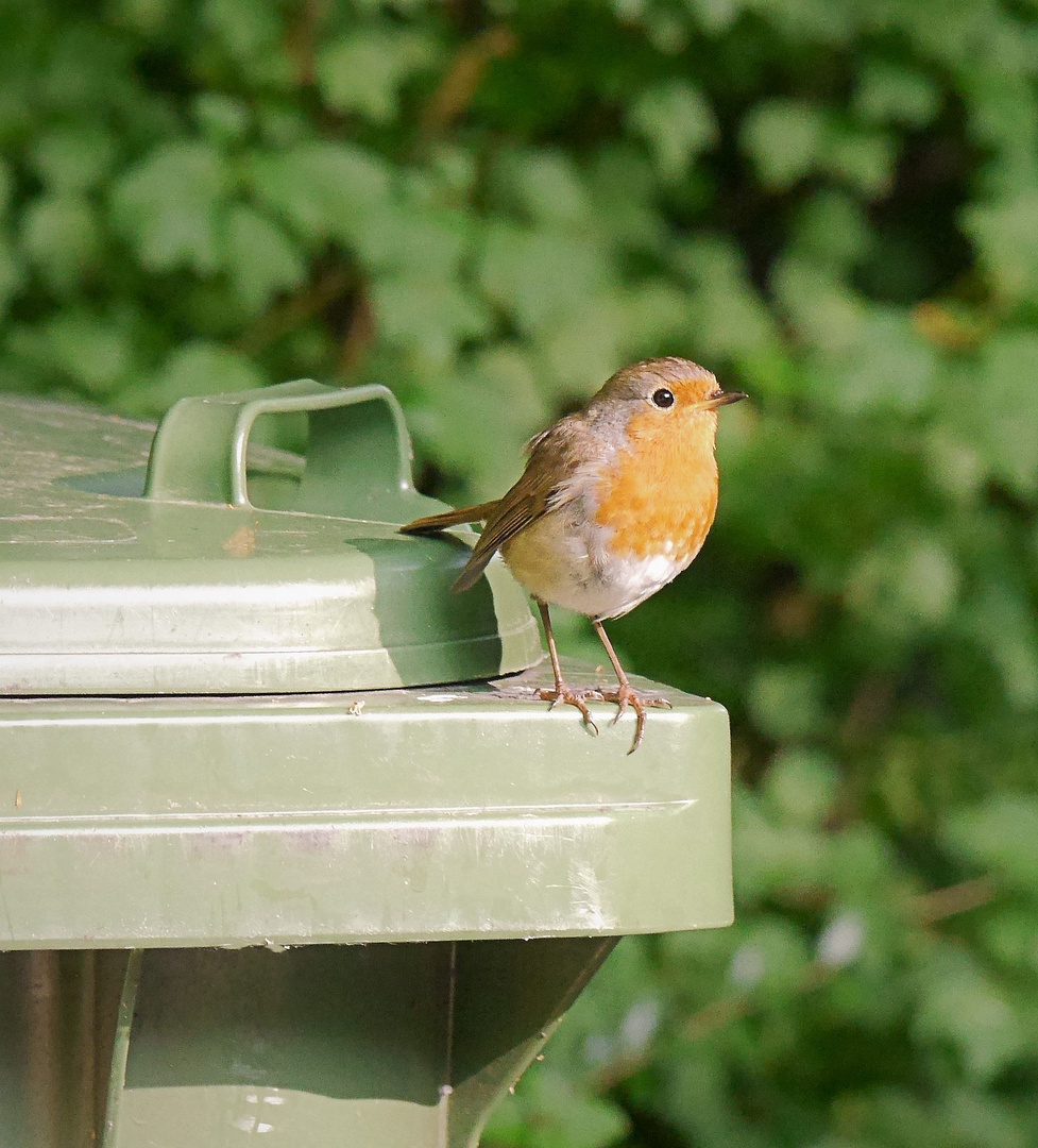 Robin in der Stadt