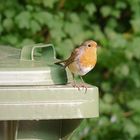 Robin in der Stadt