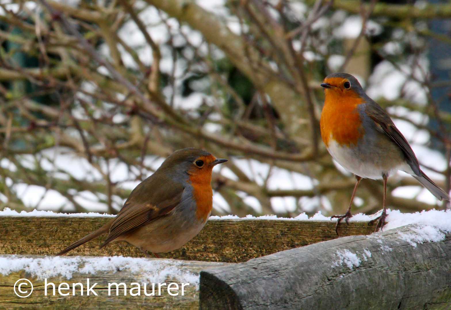 robin in the garden