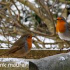 robin in the garden