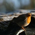 Robin in the sun - Rotkehlchen in der Sonne