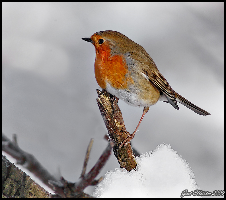 Robin in the winterlight