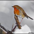 Robin in the winterlight