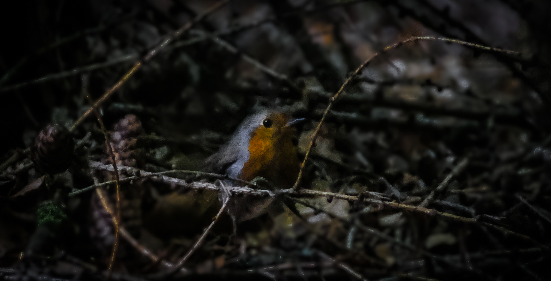 Robin (in the) Wood