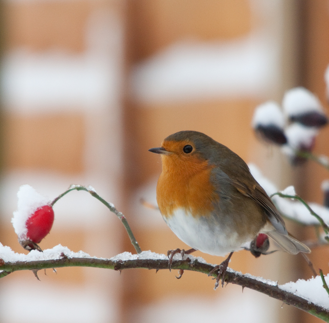 Robin in Winter