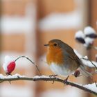 Robin in Winter