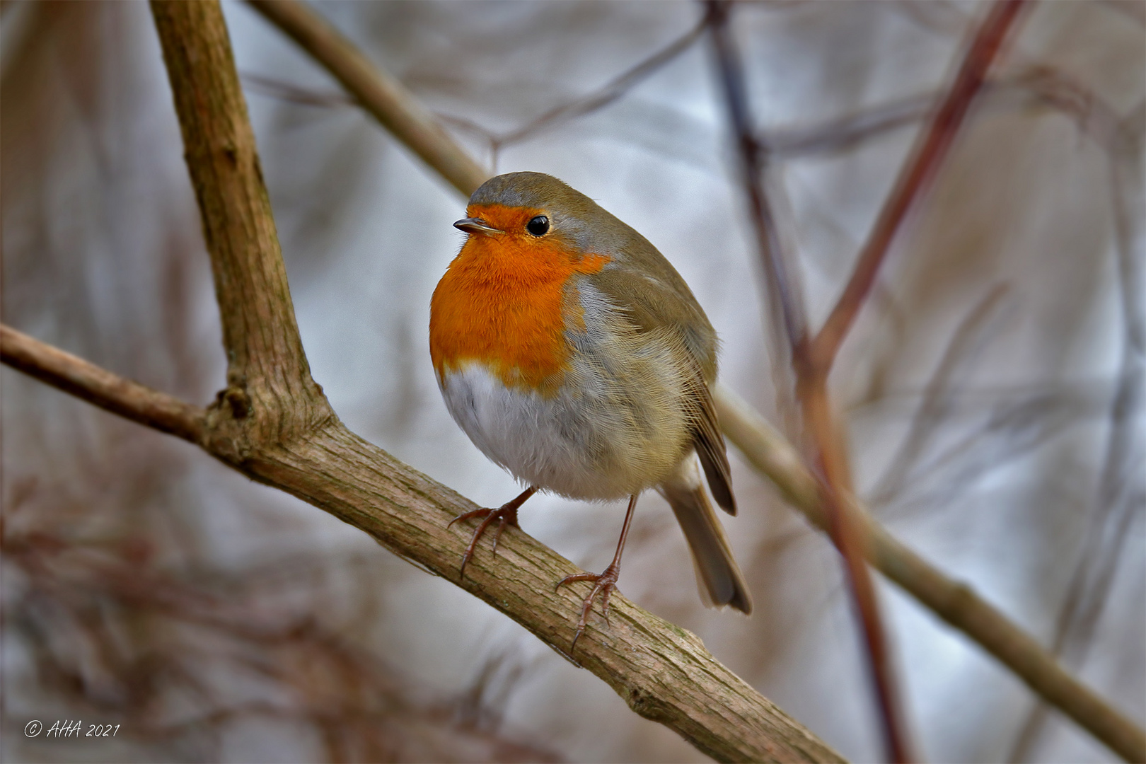 Robin ist wieder zuhause