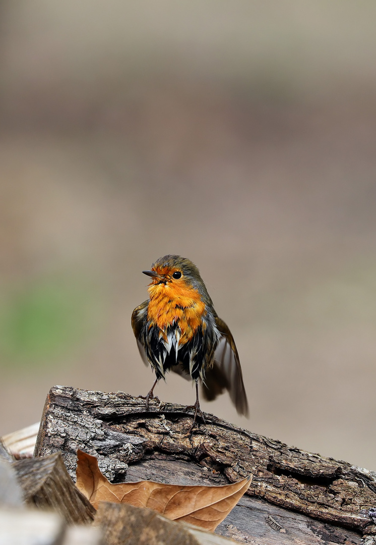 Robin - luftgetrocknet