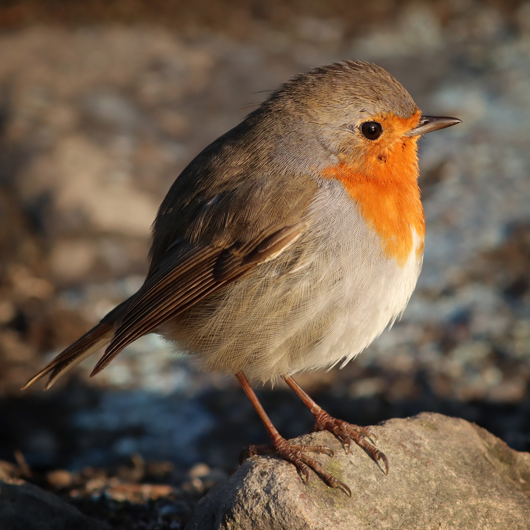 Robin mein kleiner Freund...