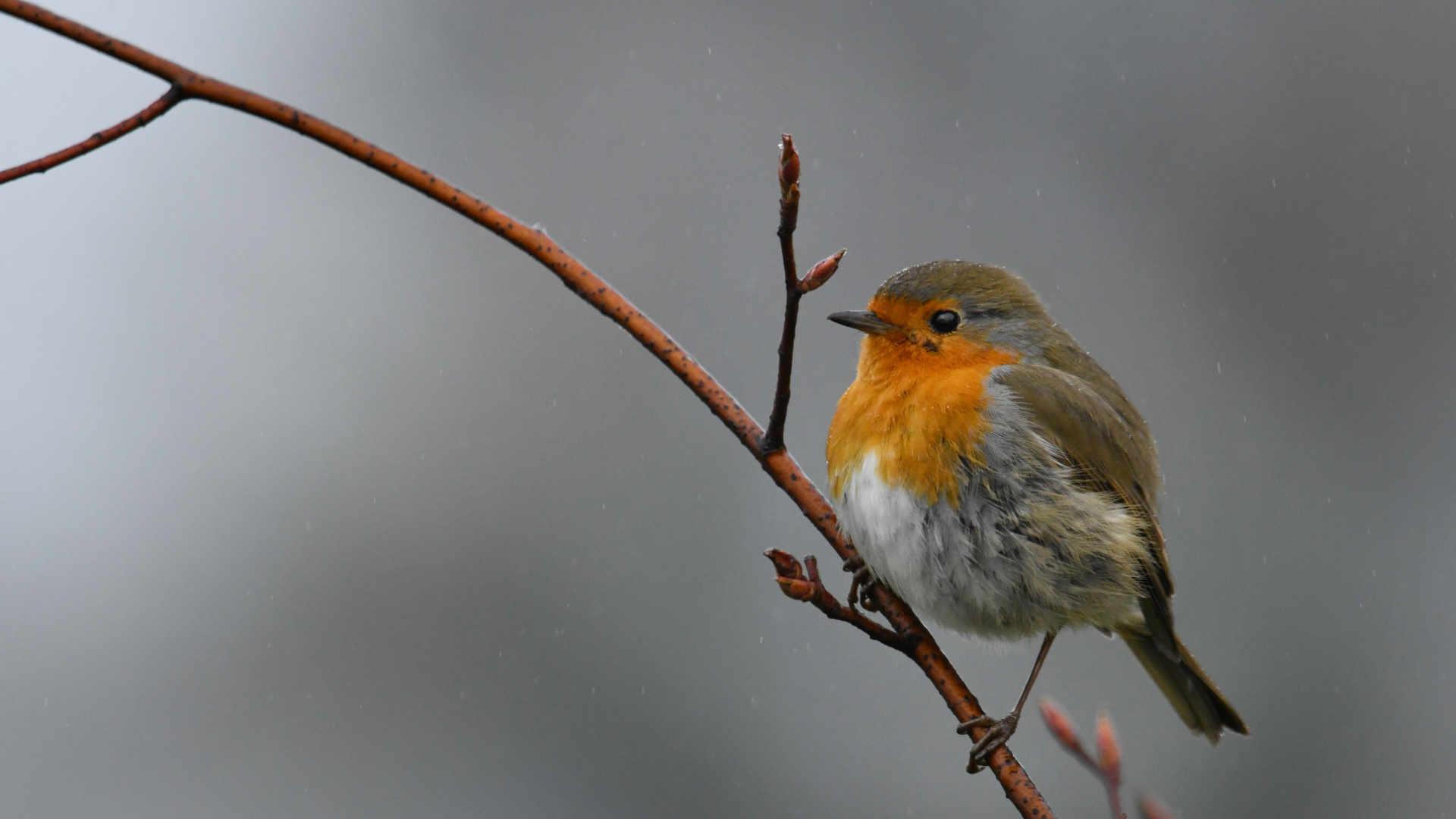 Robin  ... mein neuer Bildschirmhintergrund 