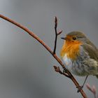 Robin  ... mein neuer Bildschirmhintergrund 