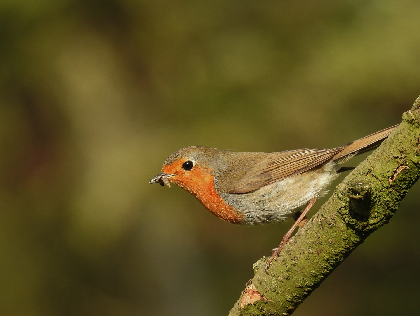 Robin mit "Schmackofatz"....