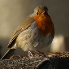 Robin on a fence