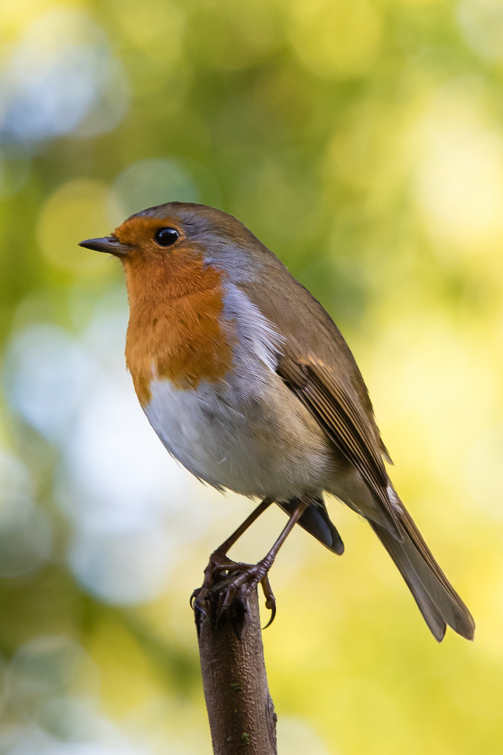 Robin on a Stick