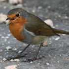 Robin on Dartmoor