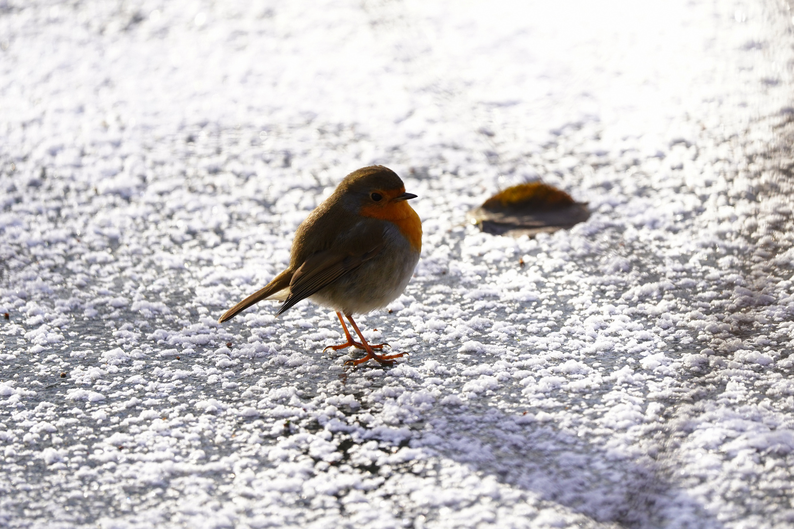 Robin On Ice