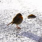 Robin On Ice