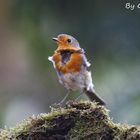 Robin on the wind....