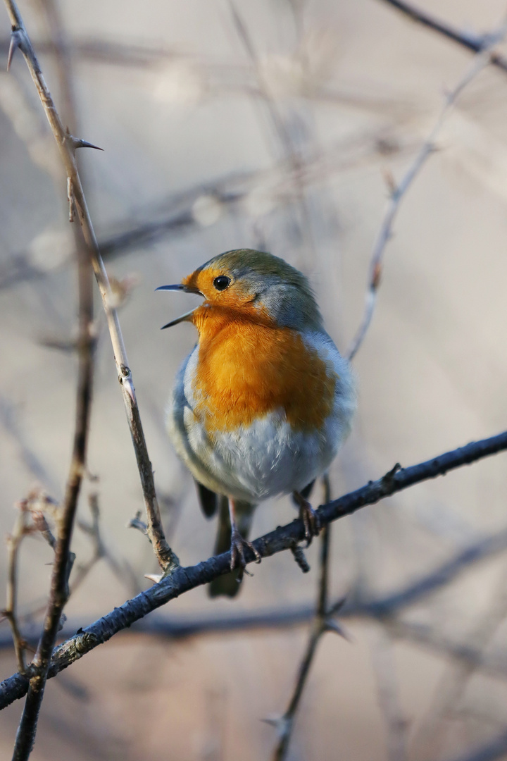 Robin Portrait