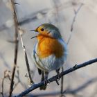 Robin Portrait